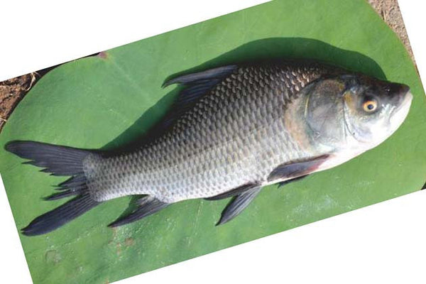 Catla (Botcha, Bengal carp) 1kg