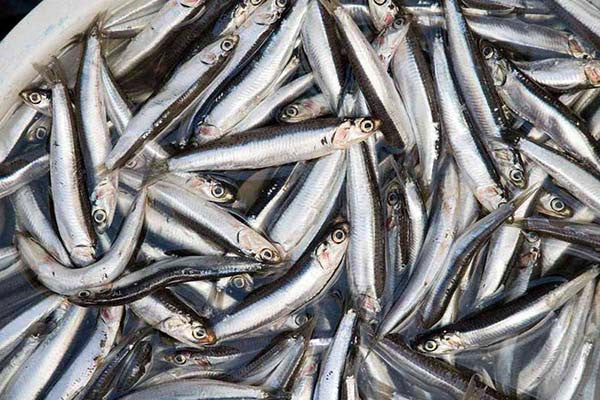 Anchovies (Nethili fish)