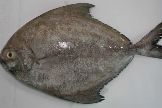 Black Pomfret