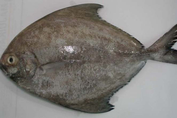 Black Pomfret