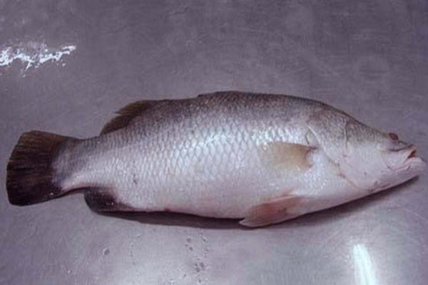 Sea Bass (Bhetki)