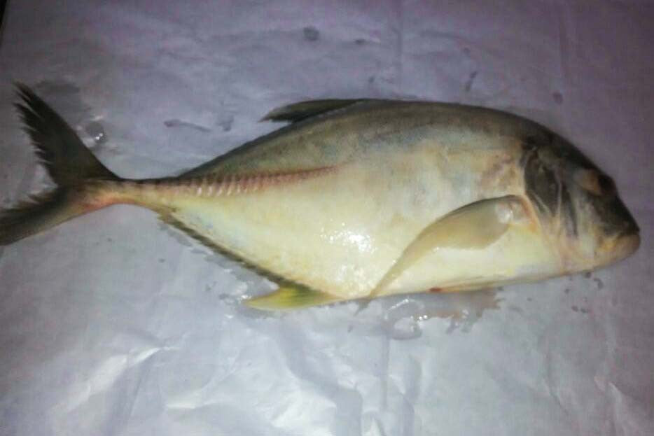 Large horse mackerel (Big para)