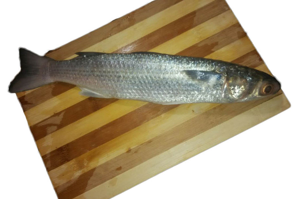 Mullet (Pasha, Maduve, Kadambu)
