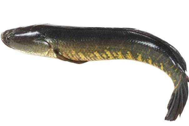 Murrel Fish (Korameenu)