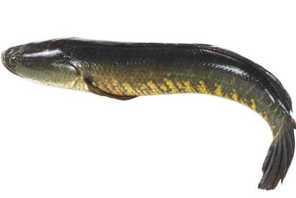 Murrel Fish (Korameenu)