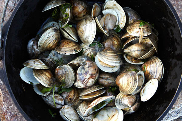Pipis (Clams)