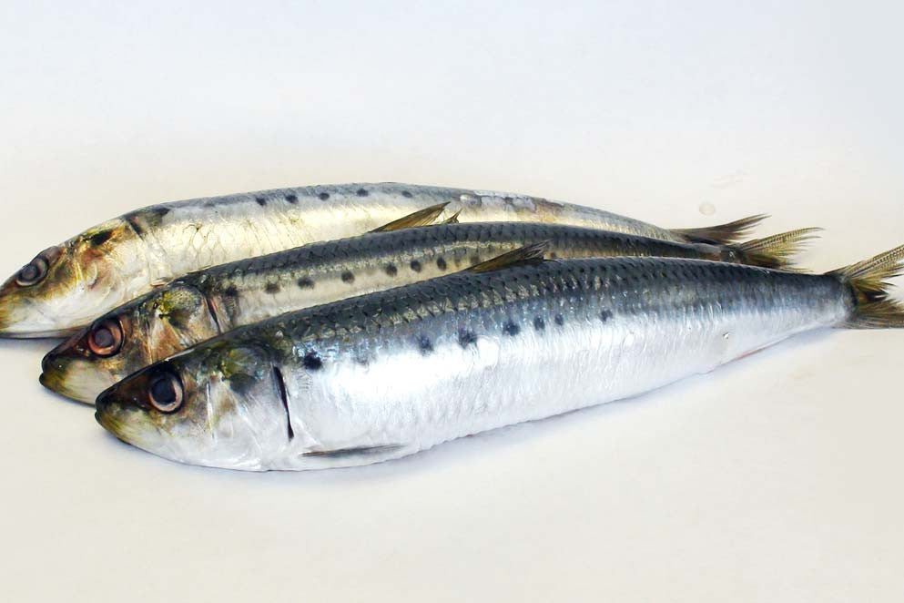 Sardine (Mathi)
