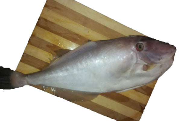 White Fish (False Trevally)