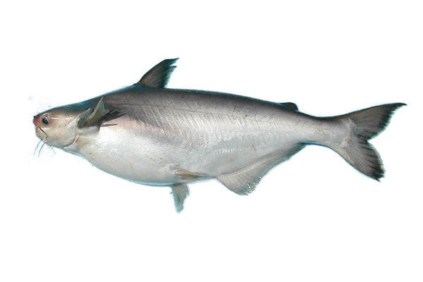Basa fish