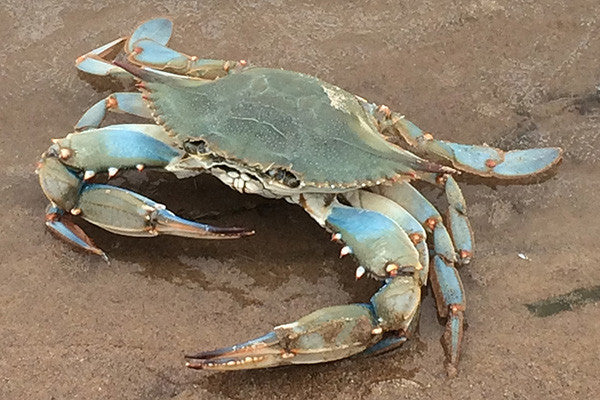 Blue Crab