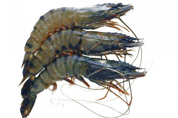 Tiger Prawns - Black