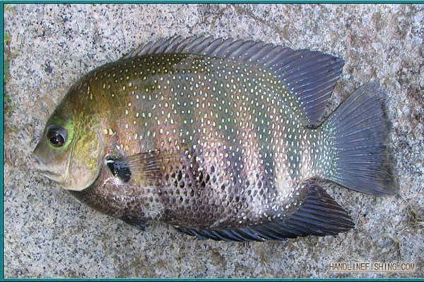 Pearl Spot (Kari meen, Green Chromide)