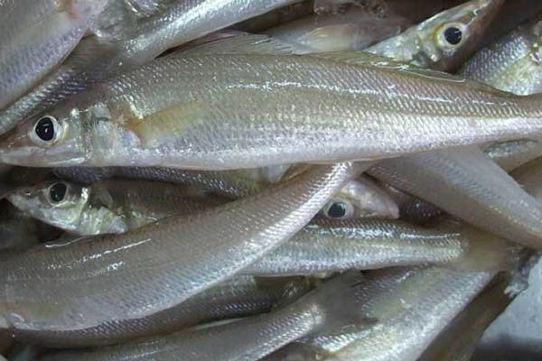 Lady fish (Whiting, Nogli, Kane)