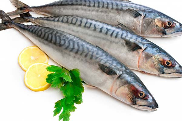 Mackerel (Bangda)