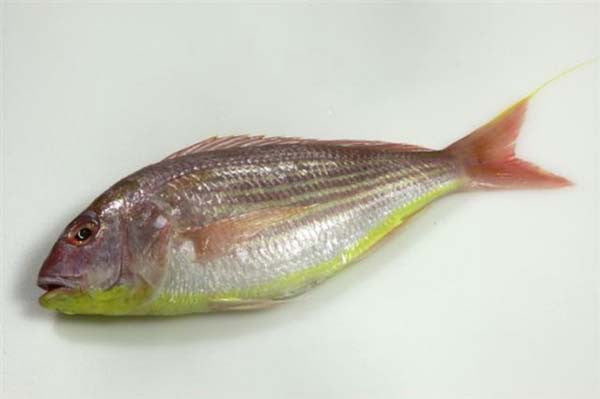 Pink Perch (Rani)