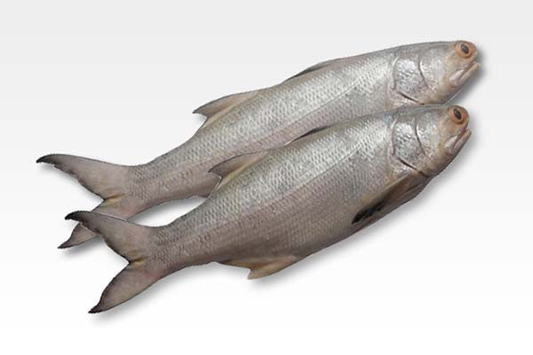 Indian Salmon (Rawa, Kala fish)