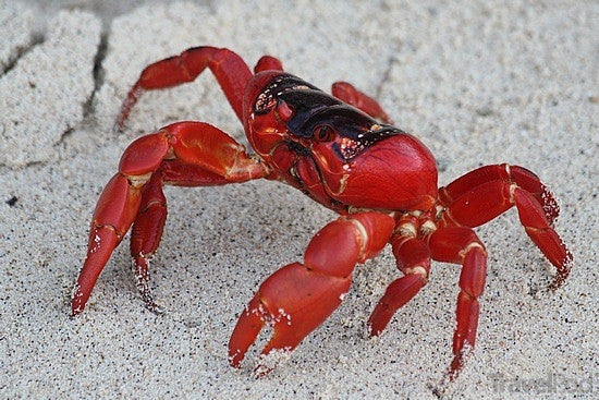 Red crab