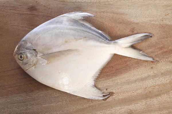 White Pomfret